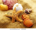 sea shells & starfish.jpg