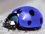 pretty ladybug.jpg