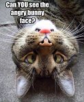 angry bunny face.jpg