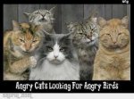 angry cats & birds.jpg