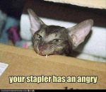 angry stapler cat.jpg