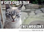 cat talk.jpg