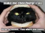cheeseburger cat.jpg