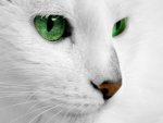 HD-cat-white-wallpaper.jpg