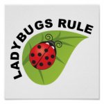 Ladybugs Rule.jpg