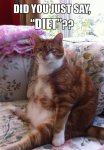 diet cat.jpg