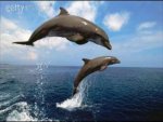 dolphins leaping.jpg