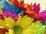 303321,xcitefun-colors-of-nature-flowers-beauty-4.jpg