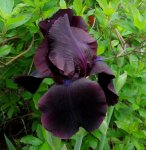purple iris 2.jpg