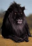 a black lion.jpg