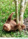 a baby sloth.jpg