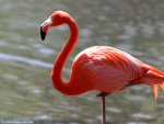 a flamingo.jpg