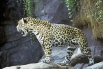 a jaguar.jpg