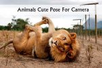 Photo-of-the-Day-Lion-Poses-for-the-Camera.jpg