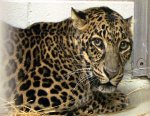 A Leopard.jpg