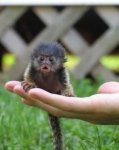 A Tiny Monkey.jpg