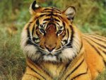 a tiger.jpg