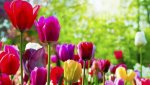 colored tulips.jpg