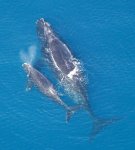 2 blue whales.jpg