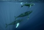 3 humpback whales.jpg