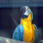 African Macaw Parrot.jpg