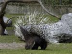 African Porcupine.jpg