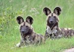 African wild dogs.jpg