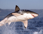 great white shark.png