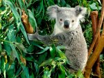Koala-2.jpg