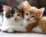 2 cute kittens.jpg