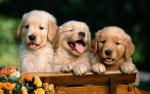 3 labrador puppies.jpg