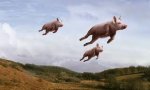 flying-pigs.jpg