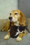 beagle with kitten.jpg