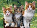 3 Cats.jpg