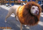 I'd be lion.jpeg