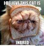 In-bread Cat.jpg