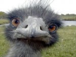 an emu.jpg