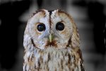 an owl.jpg