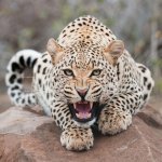 angry cheetah.jpg
