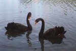Australian black swans.jpg