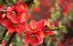 nature-branch-pomegranate-flowers-red-leaves-spring-bloom.jpg
