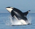 graceful orca.jpg