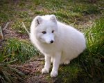 1-arctic-white-fox-steve-mckinzie.jpg