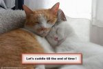 lets-cuddle-together-cats-valentines.jpg