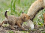 cute-red-pup-bite-bushy-tail-fox-mother.jpg
