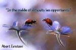 ladybug wisdom.jpg