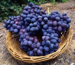 bowl of blueberries.jpg