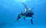 orca with baby.jpg