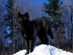 Beautiful-black-wolf-wolves-36825806-1600-1200.jpg