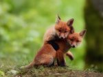 fox kits.jpg